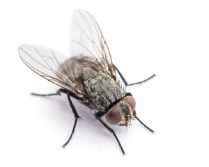 fly isolated on a white