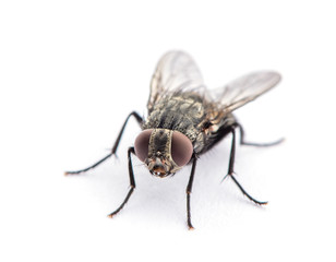 fly isolated on a white