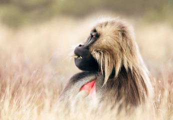 Close up of an adult Gelada monkey sitting in grass