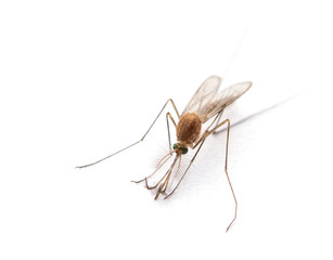 Supermacro of Mosquito isolated on white.