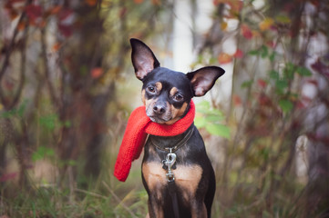 Smart dog  terrier with ideal data stands in the autumn forest and looks into the camera.Wearing a red scarf. Picturesque portrait of a dog.