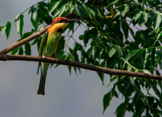 Indian Bee Eater