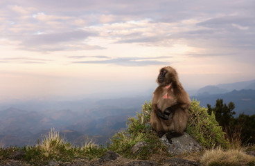 Gelada monkey sitting on an edge of a cliff at sunset