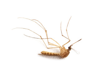 Dead Mosquito isolated on white background