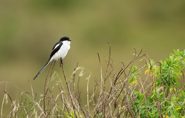 Northern fiscal perching on a blade of grass
