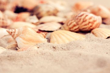 Seashells on the sand, summer beach background, travel concept .