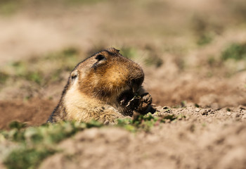 Giant mole-rat near the burrow in Bale mountains