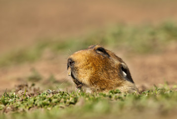Close up of a giant mole-rat, Bale Mountains, Ethiopia.