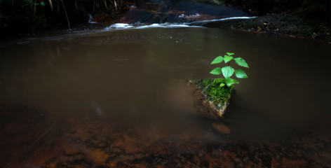 Rock in the middle of a small stream with tree and moss growing