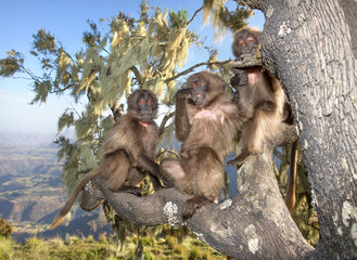 Playful baby Gelada monkeys sitting in the tree