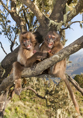 Baby Gelada monkeys playing in tree