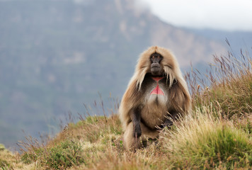 Close up of a male Gelada monkey sitting in the meadow