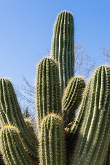 Huge green cactus