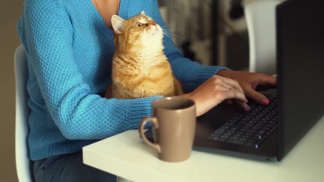 Young woman works on laptop and her red cat nearby.