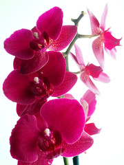 Fototapeta na wymiar Orchid 