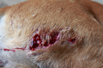  Fresh wounds on the dog