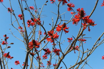 A picture of unique red flowered tree without leaves found in india.