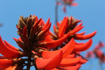 A picture of close up of a  unique red flowered tree without leaves found in india.