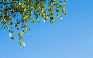 green leaves against the blue sky