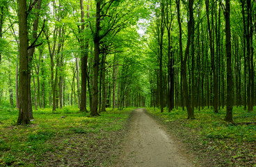 Obraz premium forest green