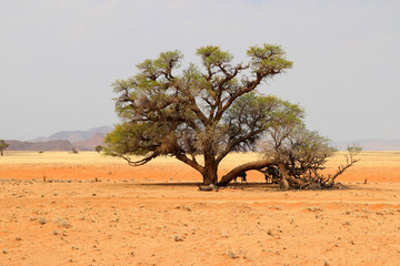 beautiful desert with trees - Sossusvlei - Namibia Africa