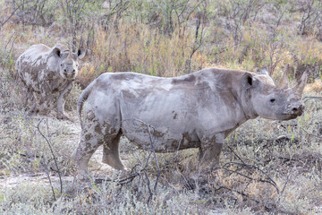 Black Rhinoceros and Calf baby
