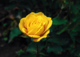 Yellow roses in the garden