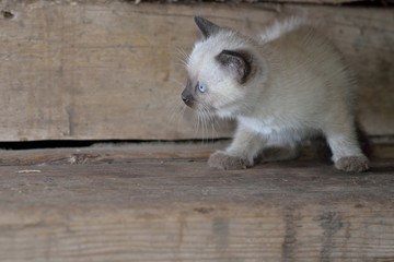 Fototapeta na wymiar cat with blue eyes