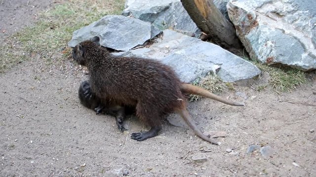 The Desmarest's hutia (Capromys pilorides), also known as the Cuban hutia are playing together.
