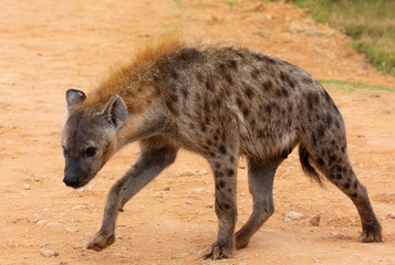 Fototapeta premium hyena in africa