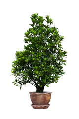 Naklejka na ściany i meble Korean banyan tree in brown pot on white background with clipping path.