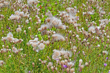 Acker-Kratzdistel, Cirsium arvense