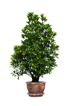 Korean banyan tree in brown pot on white background with clipping path.