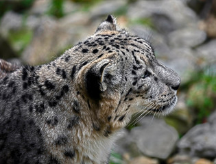 Snow leopard. Latin name - Uncia uncia