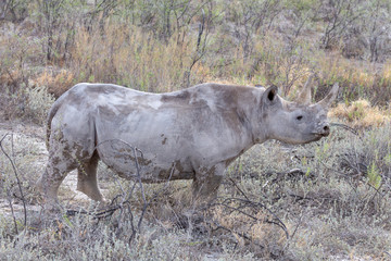 Black Rhinoceros Namibia