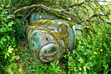 The abandoned car cemetery hidden deep in the swedish woods. Nature is slowly taking control. 