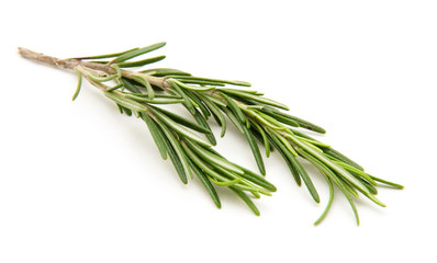 Twig of rosemary on a white background