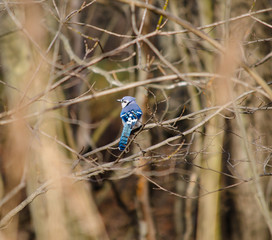 Blue Jay