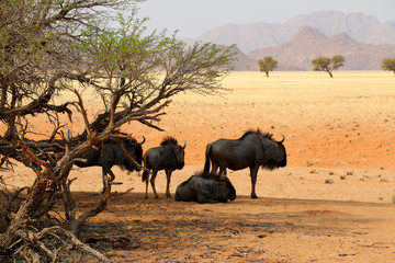 gnus under the camel thorn tree in Sossusvlei - Namibia Africa