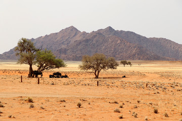 Fototapeta na wymiar gnus under the camel thorn tree in Sossusvlei - Namibia Africa