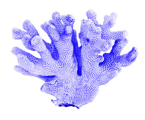 coral isolated on white background © Dmitry