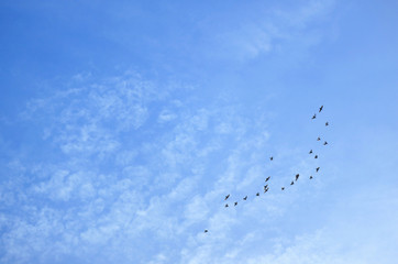 Blue sky with scattered clouds and a group of flying birds 