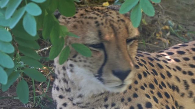 Lying jaguar closeup portrait