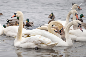 A multitude of wild swans and ducks on the frozen Dnieper river in Kiev, Ukraine, during the cold and snowy winter © Maxal Tamor