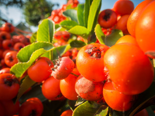 Sea buckthorn on the bush