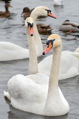 A multitude of wild swans and ducks on the frozen Dnieper river in Kiev, Ukraine, during the cold and snowy winter