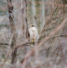 Red Shouldered Hawk