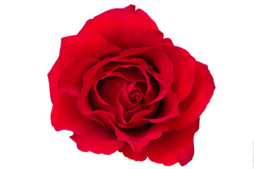 A single blooming red rose