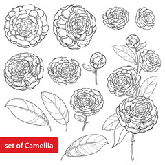 Vector set with outline Camellia flower bunch, bud and leaves in black isolated on white background. Ornate evergreen plant Camellia in contour style for summer design or coloring book.