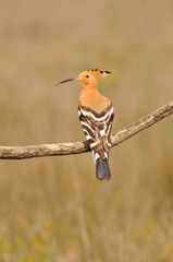 Eurasian Hoopoe or Upupa epops, beautiful brown bird.